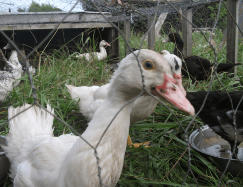 Screen Shot 2018-02-18 at 6.32.20 am