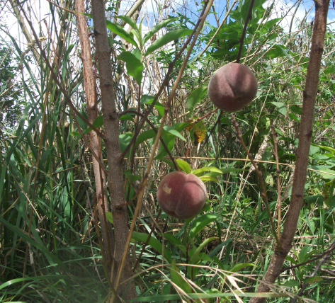 Screen Shot 2018-02-18 at 6.33.03 am