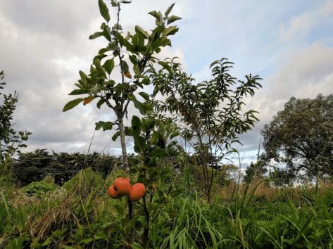 Screen Shot 2018-03-05 at 5.21.40 am