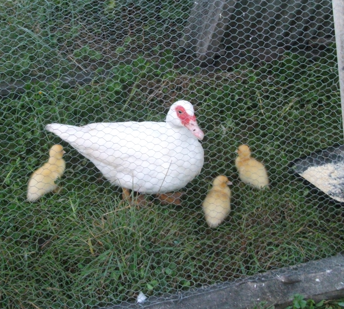 Screen Shot 2018-03-12 at 4.42.05 pm