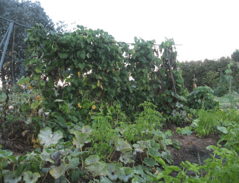 Screen Shot 2018-03-12 at 4.42.16 pm