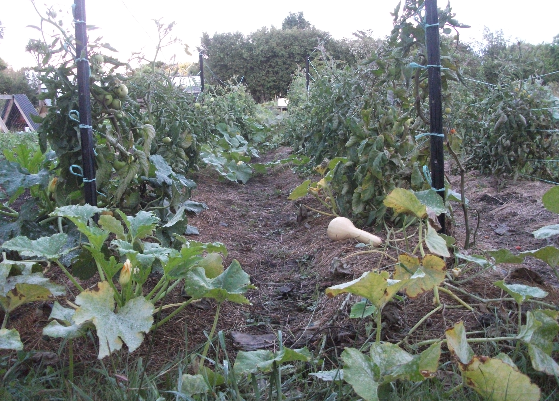 Screen Shot 2018-03-12 at 4.42.24 pm