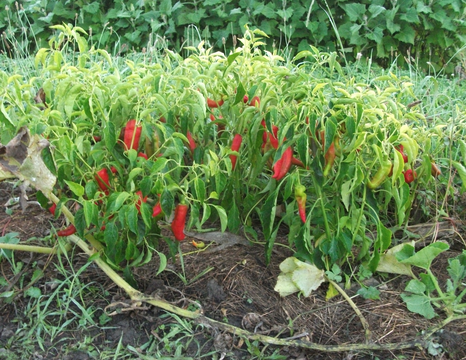 Screen Shot 2018-03-12 at 4.42.45 pm