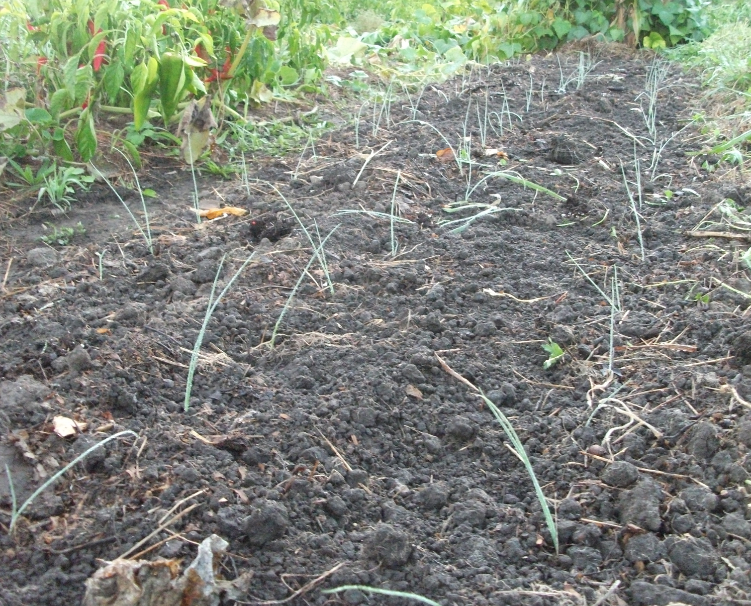 Screen Shot 2018-03-12 at 4.42.58 pm