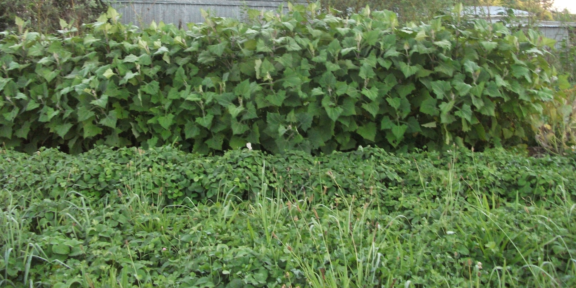 Screen Shot 2018-03-12 at 4.43.14 pm