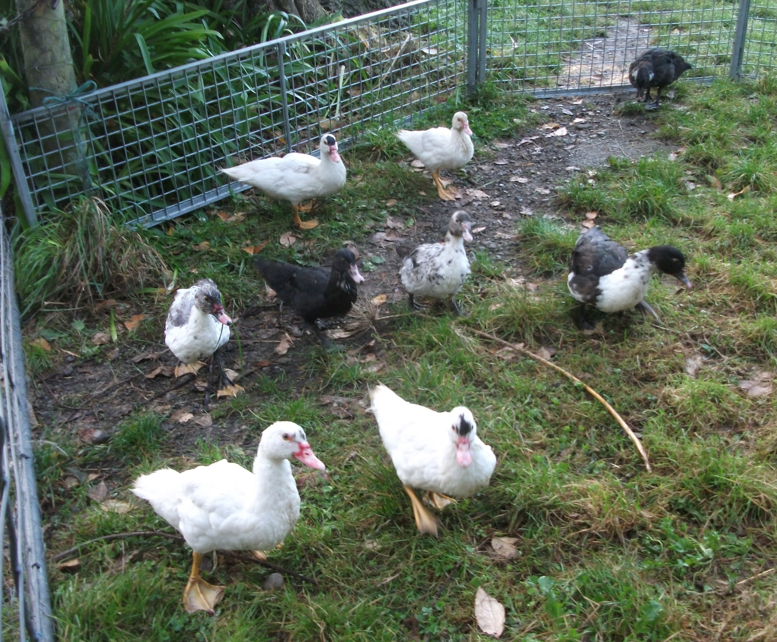 Screen Shot 2018-03-12 at 4.44.00 pm