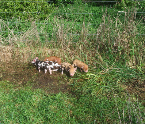 Screen Shot 2018-03-30 at 6.41.24 am