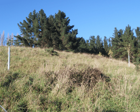 Screen Shot 2018-05-03 at 1.17.57 pm