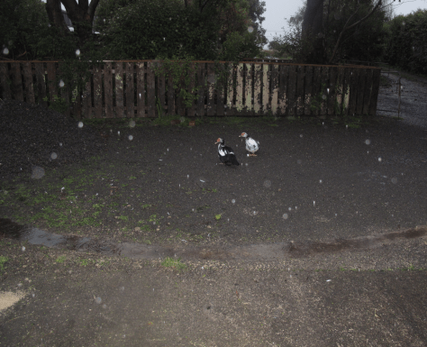 Screen Shot 2018-05-03 at 1.37.29 pm