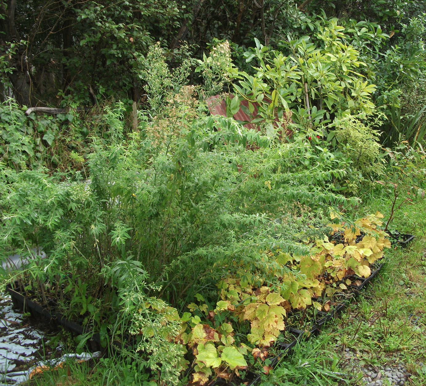 Screen Shot 2018-05-07 at 7.07.15 am