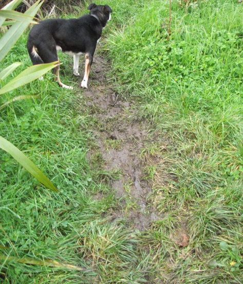 Screen Shot 2018-05-21 at 6.01.45 am