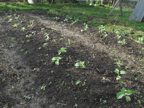 Screen Shot 2018-05-21 at 6.02.46 am