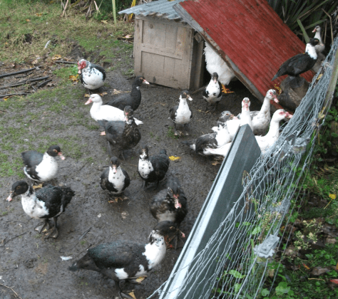 Screen Shot 2018-05-21 at 6.03.17 am