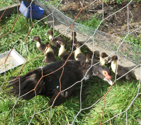 Screen Shot 2018-05-21 at 6.03.32 am