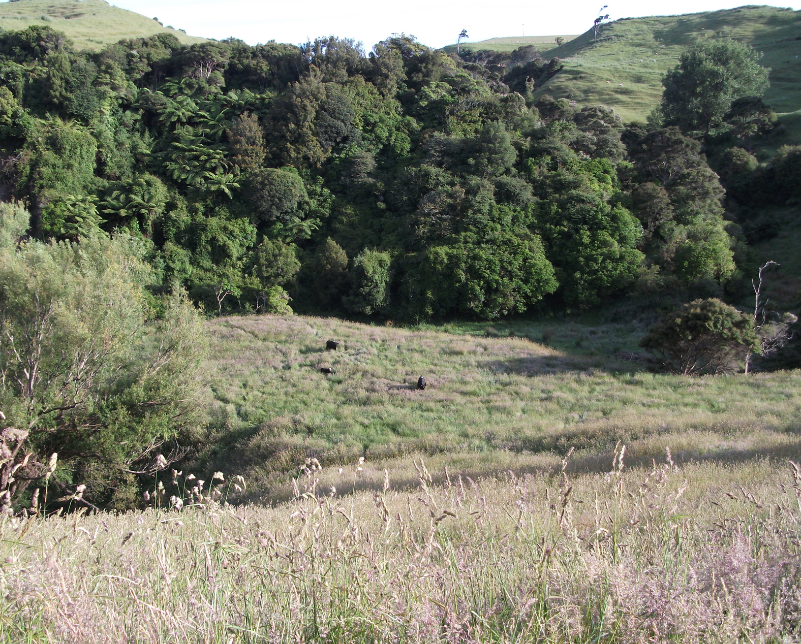 Screen Shot 2018-08-05 at 9.43.03 am