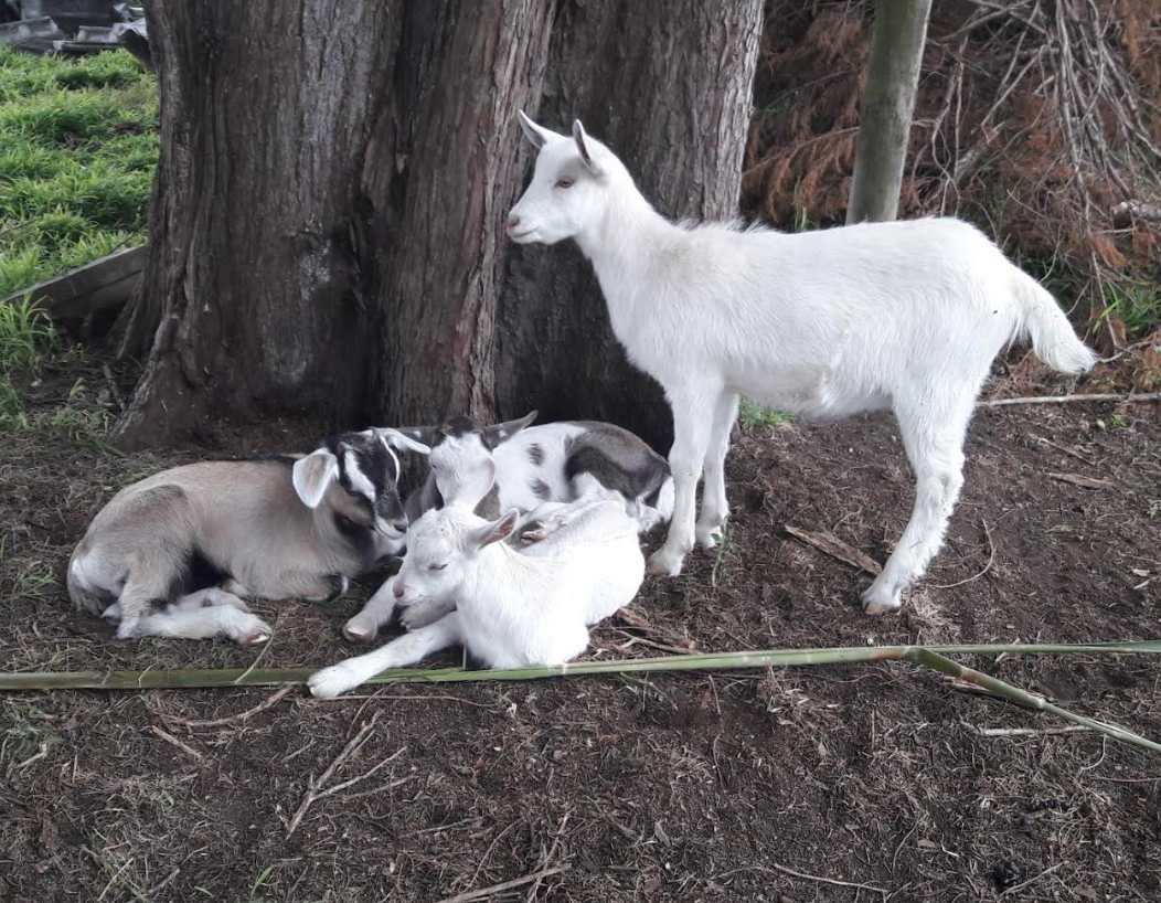 Screen Shot 2018-11-29 at 5.44.58 pm