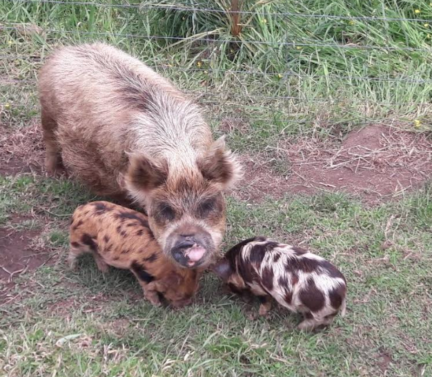 Screen Shot 2018-11-29 at 5.45.40 pm