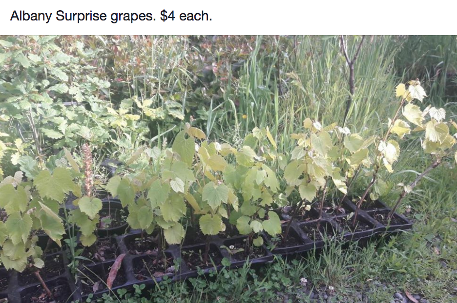 Screen Shot 2018-12-11 at 6.43.38 am