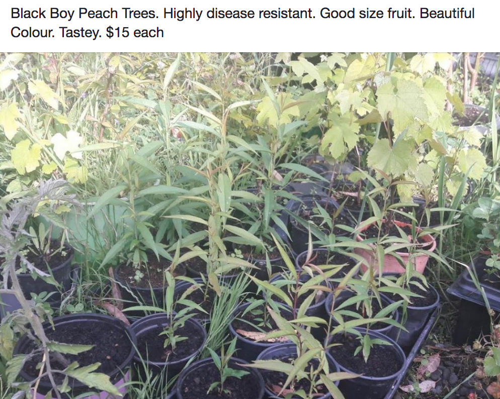 Screen Shot 2018-12-11 at 6.43.57 am