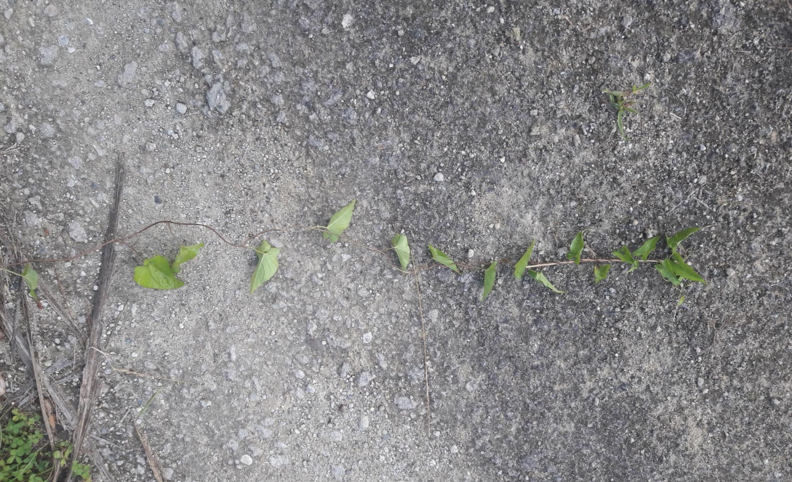 Screen Shot 2018-12-17 at 6.28.19 am