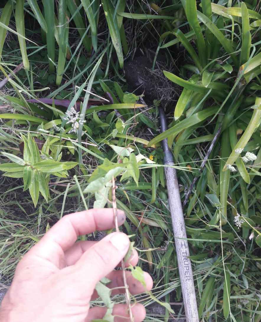 Screen Shot 2018-12-17 at 6.28.39 am