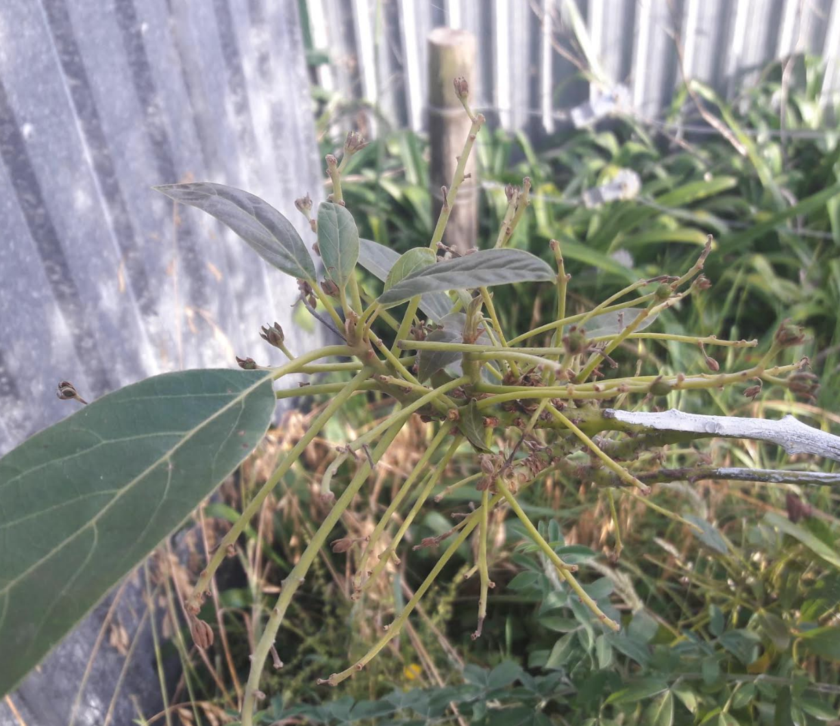 Screen Shot 2018-12-19 at 3.37.54 pm