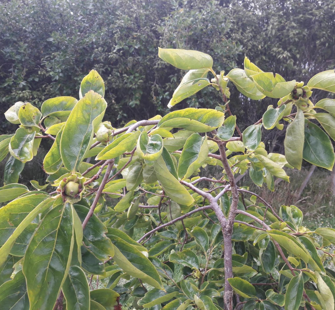 Screen Shot 2018-12-19 at 4.15.57 pm