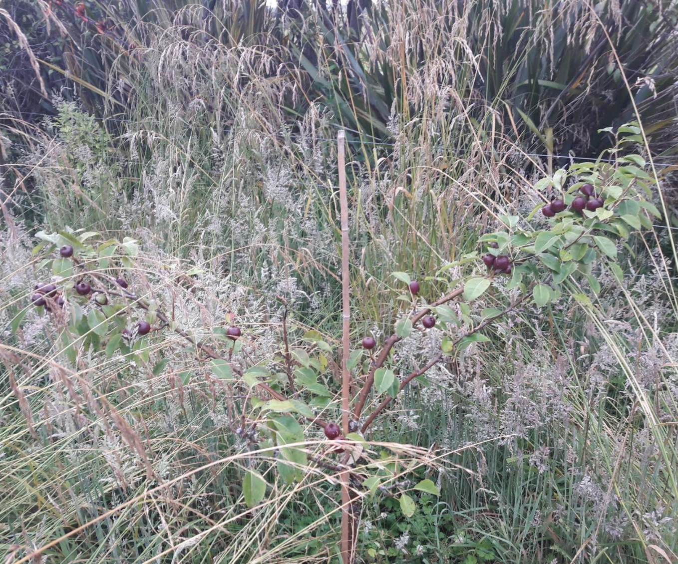 Screen Shot 2018-12-21 at 6.57.23 am