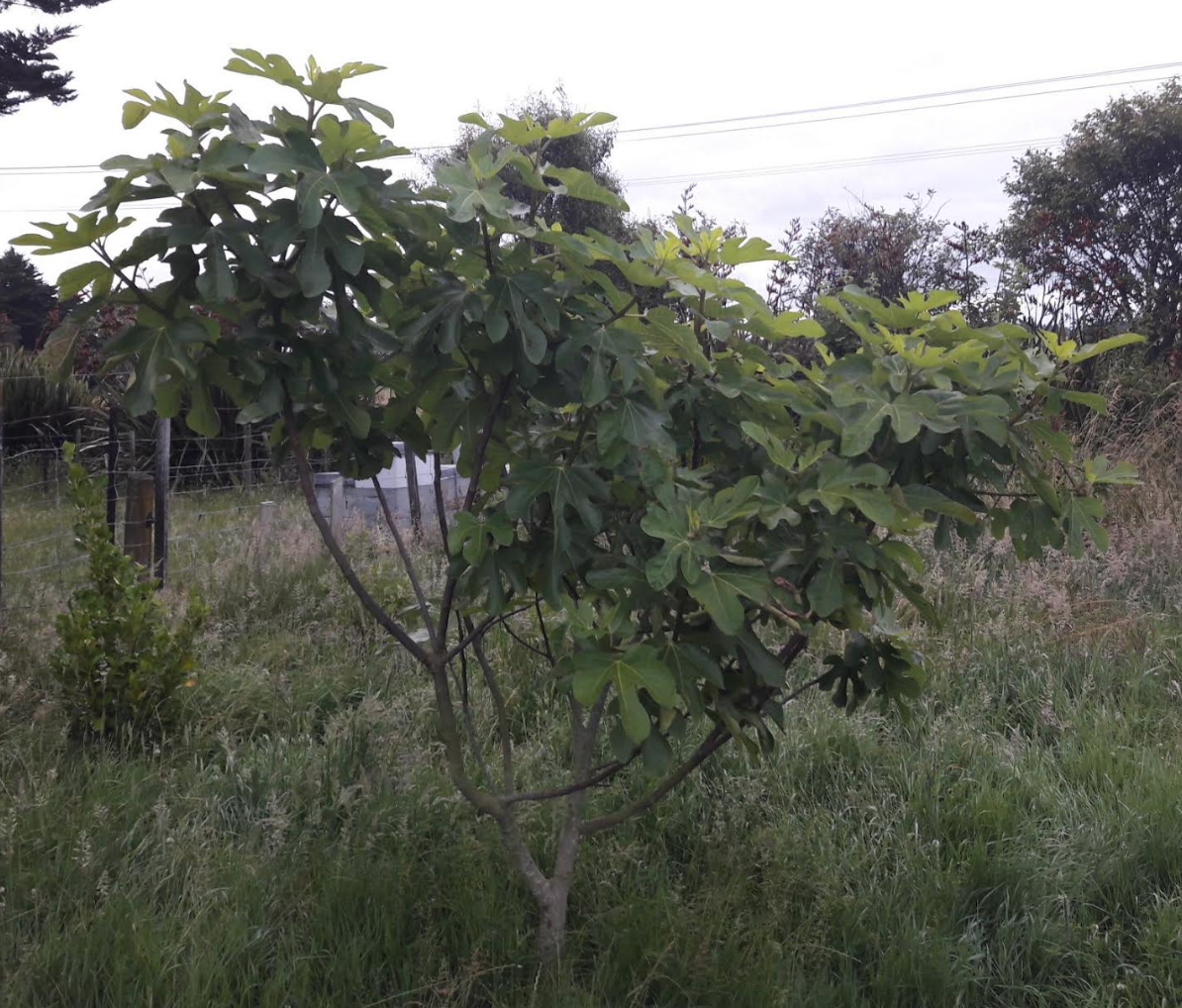 Screen Shot 2018-12-21 at 7.01.02 am