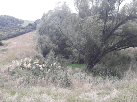 Screen Shot 2019-01-03 at 5.43.21 am