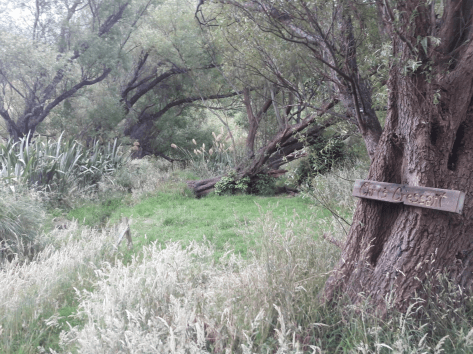 Screen Shot 2019-01-03 at 5.43.41 am