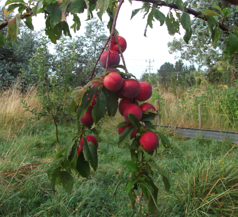 Screen Shot 2019-02-02 at 6.56.26 am