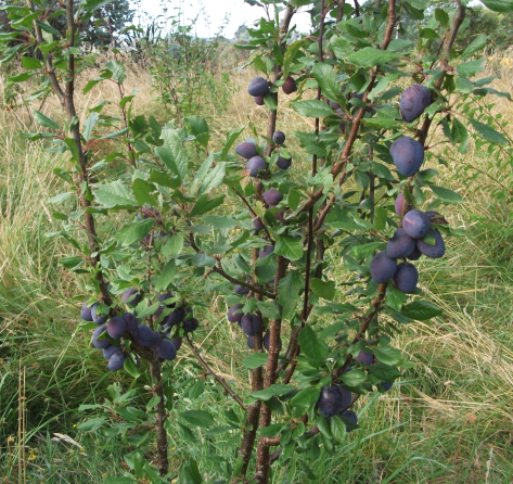 Screen Shot 2019-02-02 at 6.56.46 am