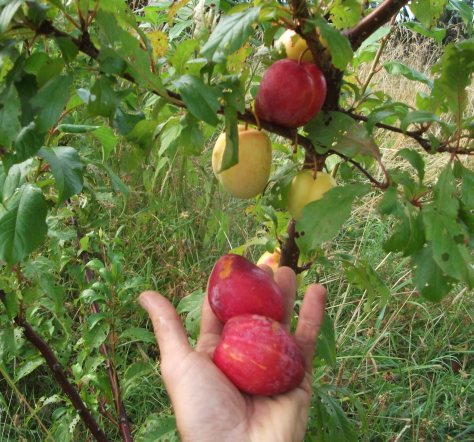 Screen Shot 2019-02-02 at 6.56.56 am