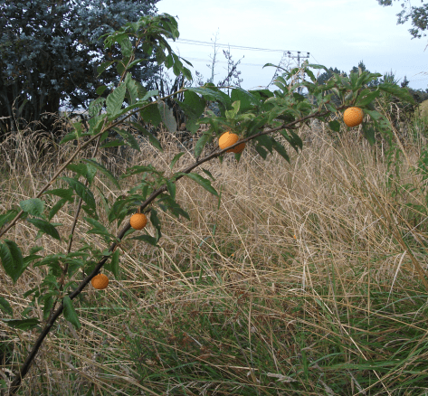 Screen Shot 2019-02-02 at 6.57.07 am