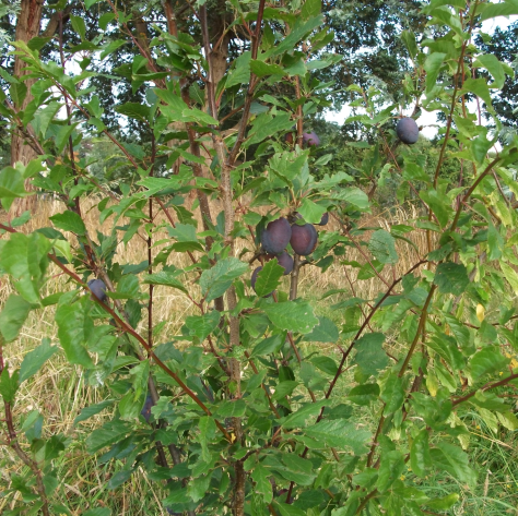 Screen Shot 2019-02-02 at 6.57.17 am