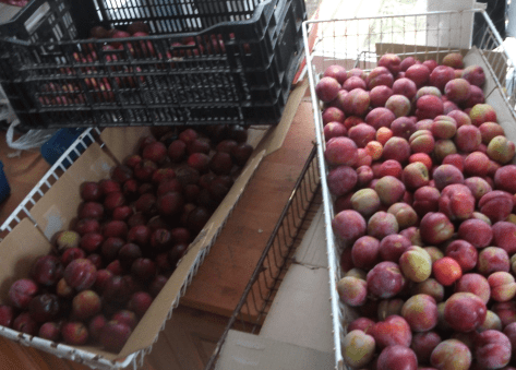 Screen Shot 2019-02-02 at 6.59.08 am