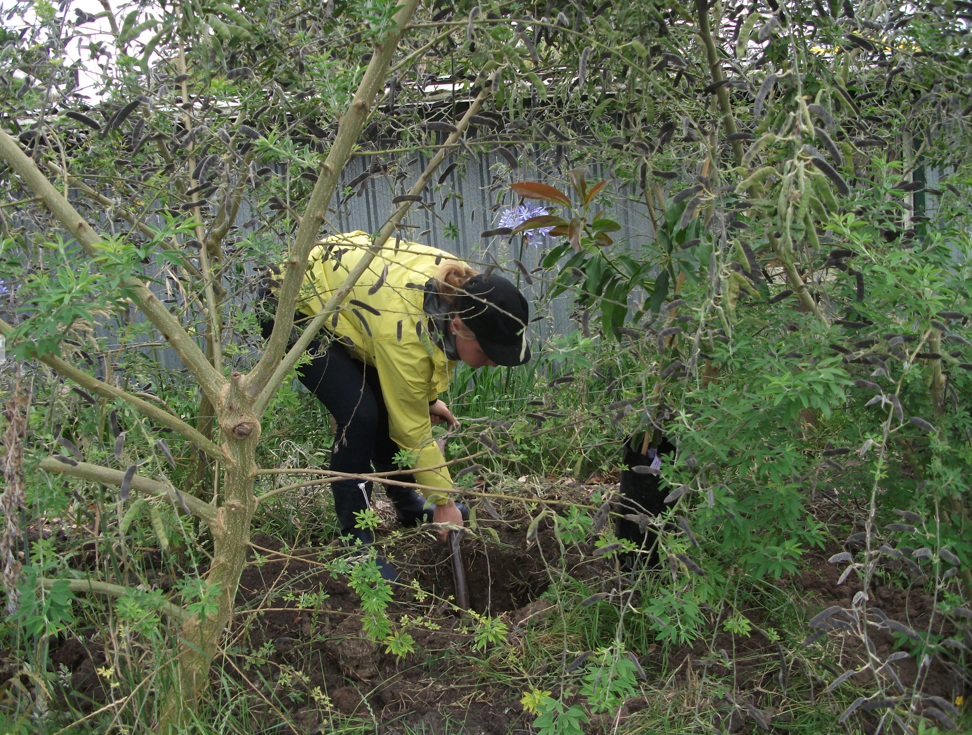 Screen Shot 2019-04-08 at 5.55.20 am