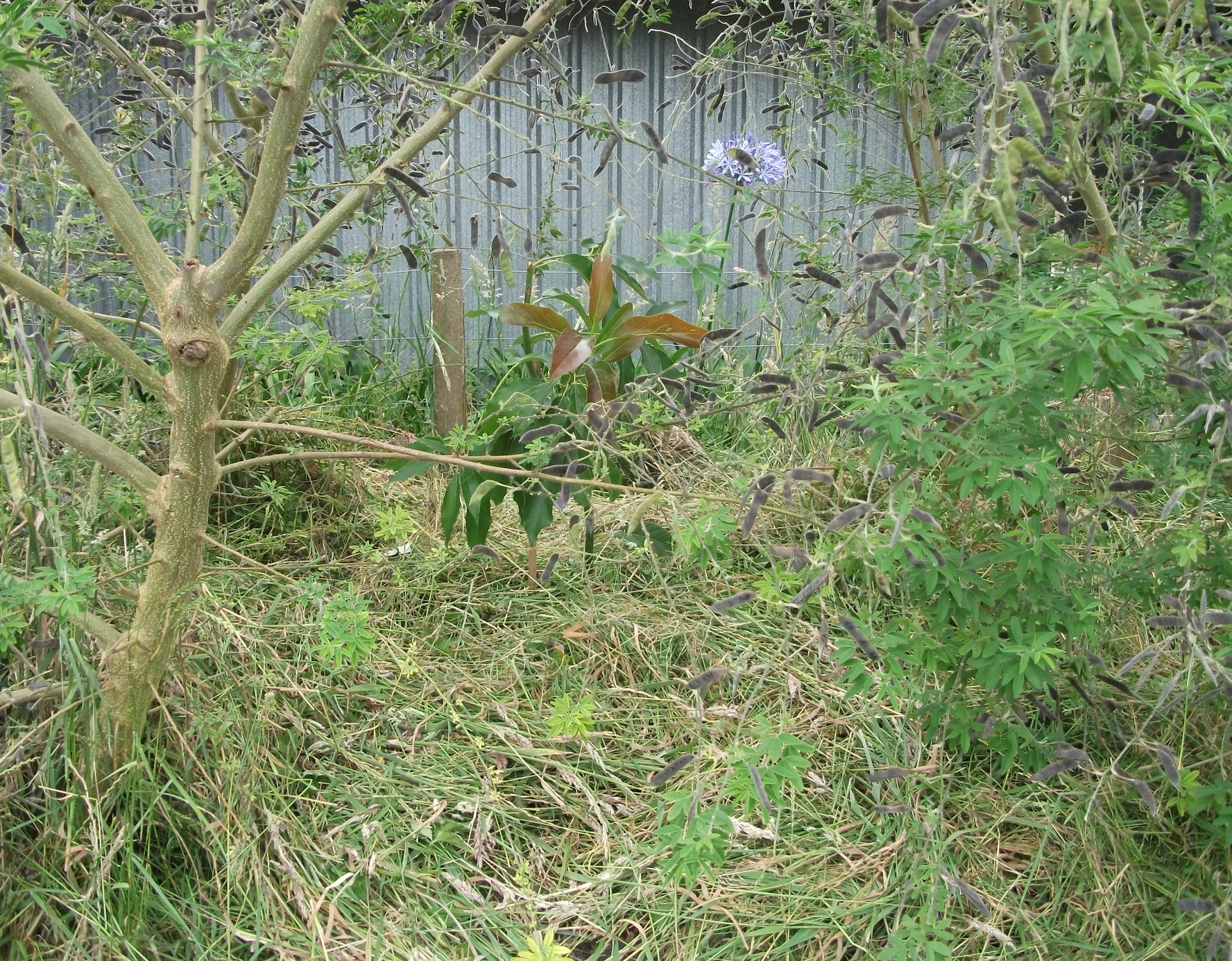 Screen Shot 2019-04-08 at 6.01.49 am