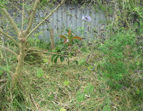 Screen Shot 2019-04-08 at 6.01.49 am