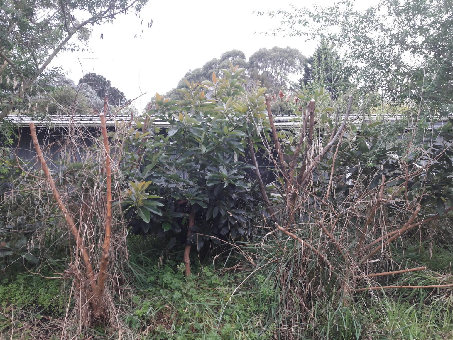 Screen Shot 2019-04-10 at 5.47.02 am