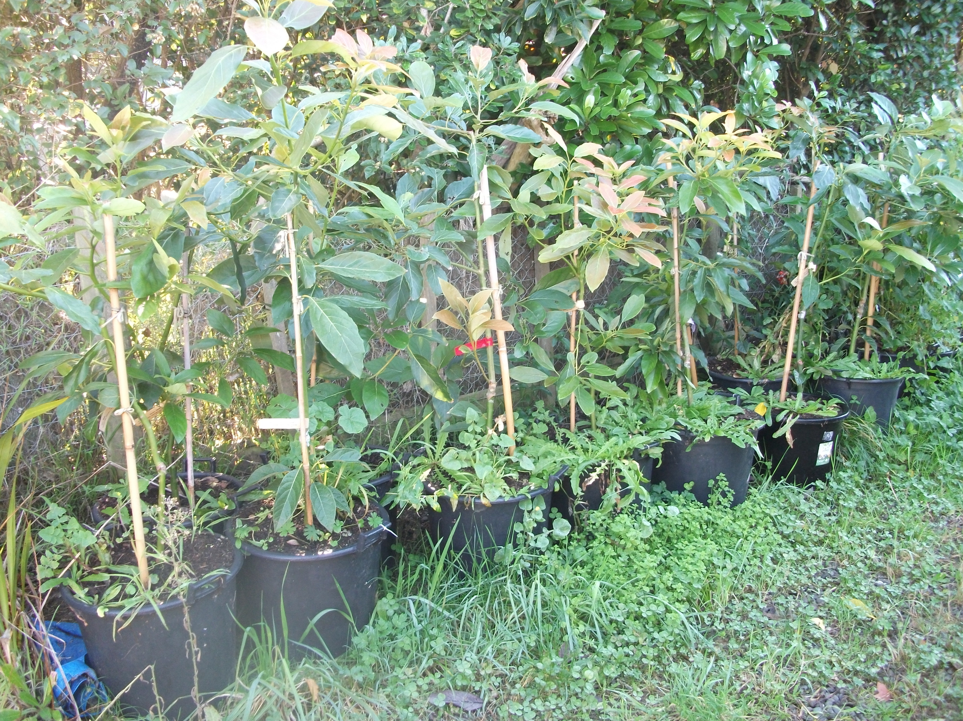 Screen Shot 2019-05-12 at 5.51.20 am