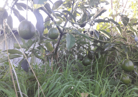 Screen Shot 2019-05-25 at 6.53.59 am