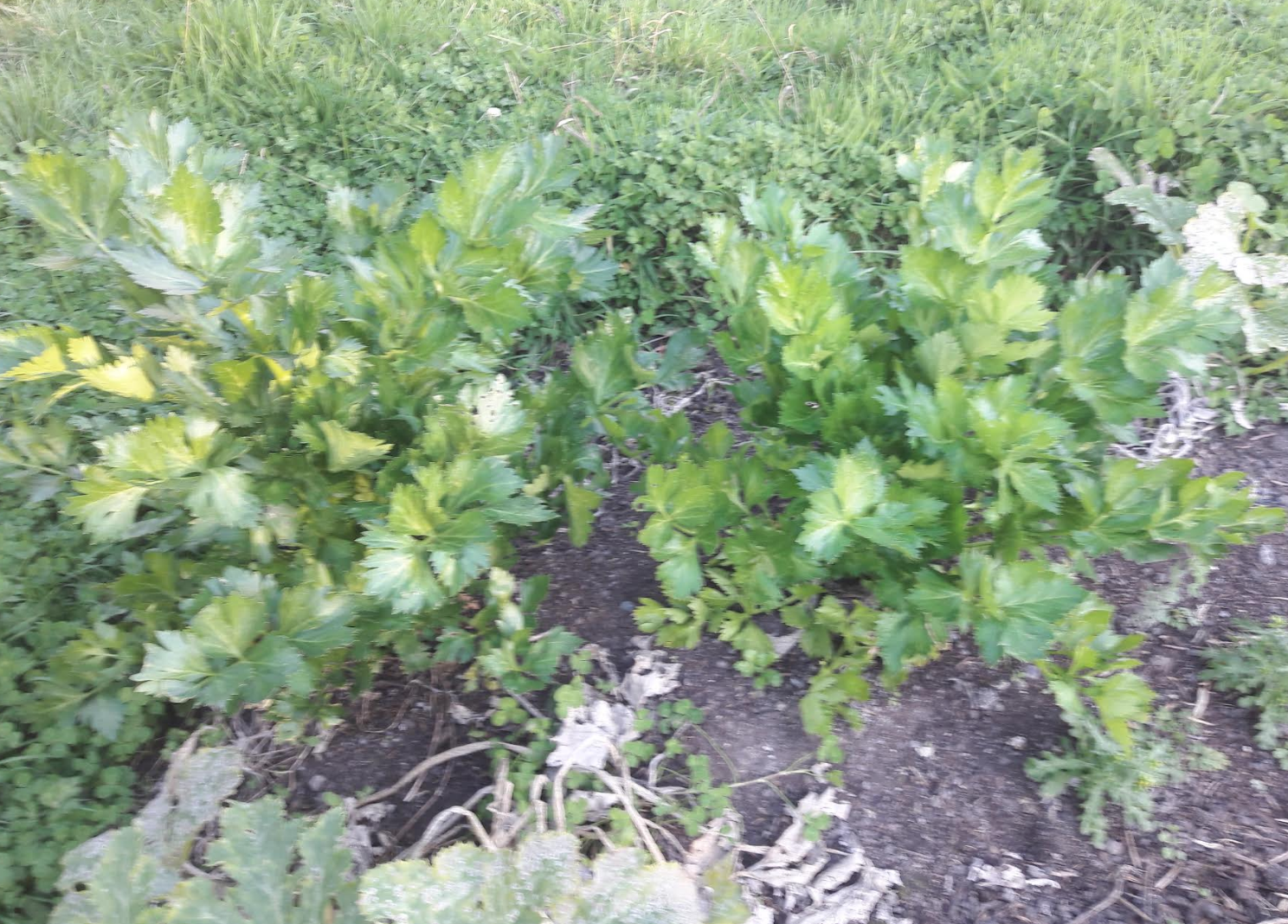 Screen Shot 2019-05-25 at 6.54.16 am