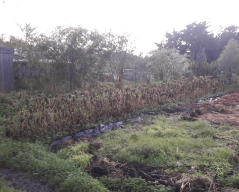 Screen Shot 2019-07-11 at 5.07.04 pm