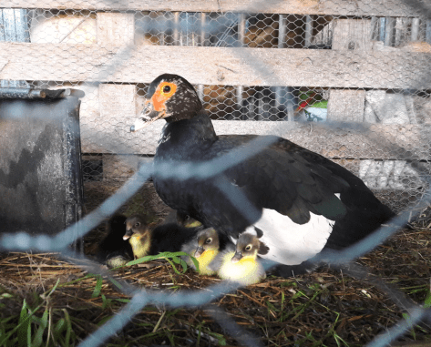 Screen Shot 2019-07-11 at 5.08.03 pm