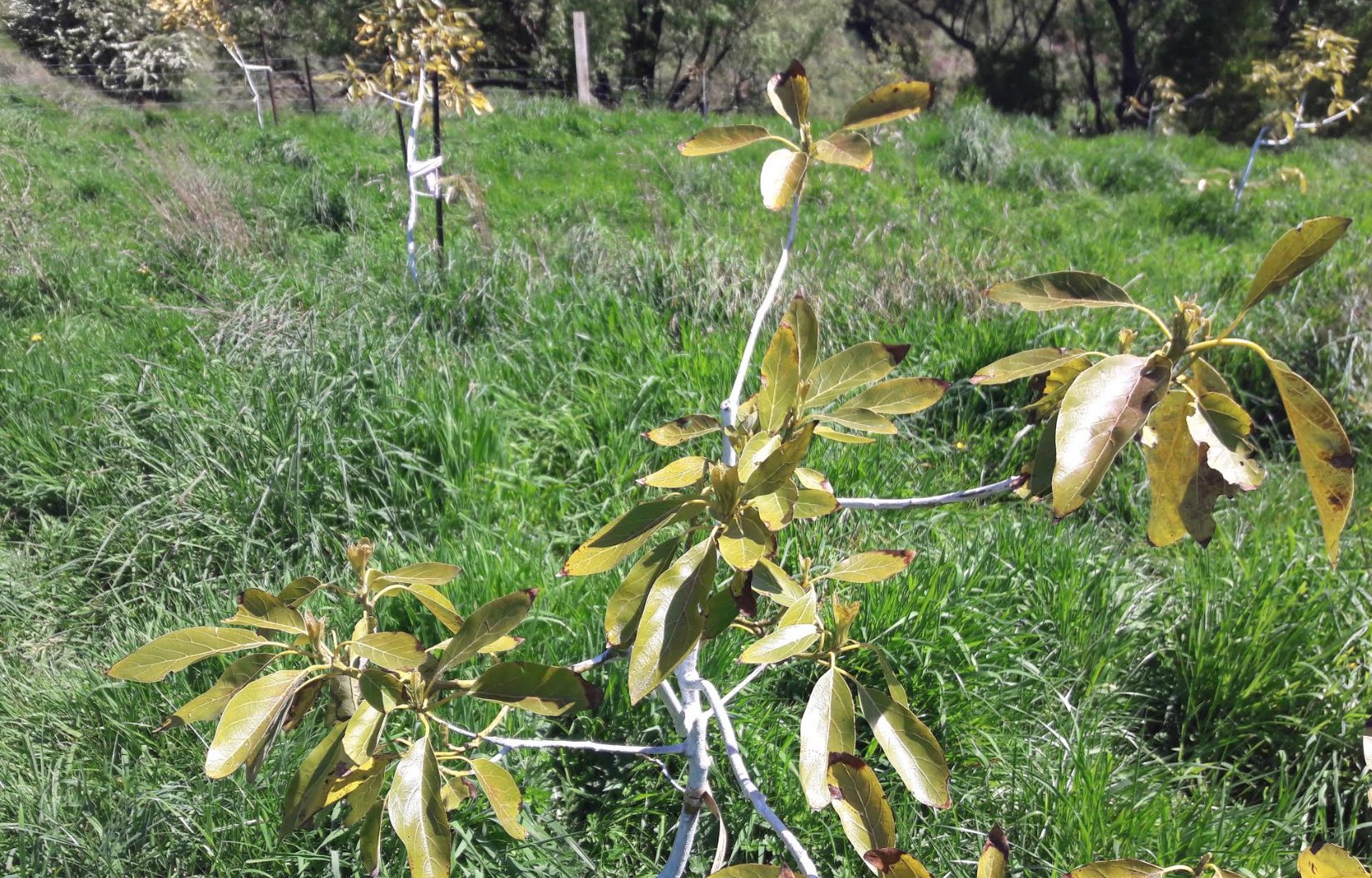 Screen Shot 2019-10-16 at 6.56.58 am