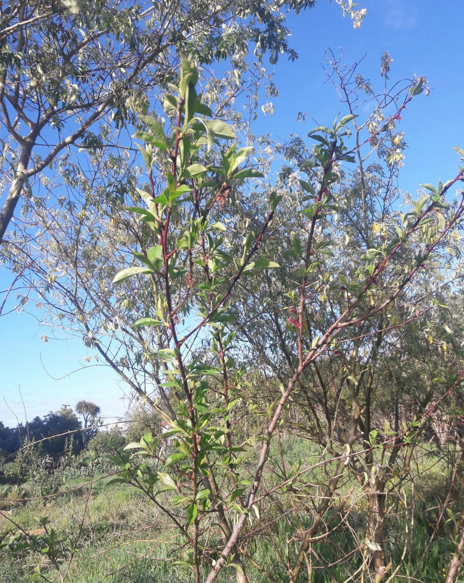 Screen Shot 2019-10-16 at 6.57.31 am