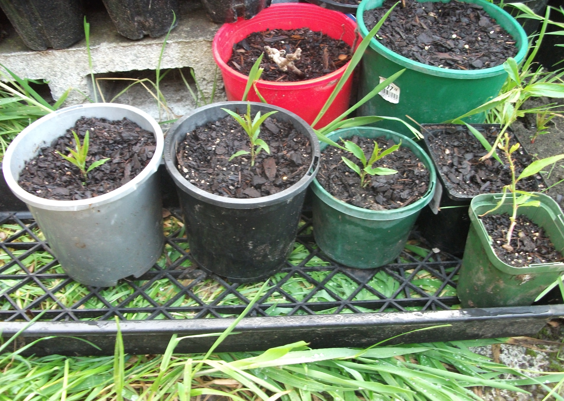 Screen Shot 2019-10-17 at 5.42.58 am