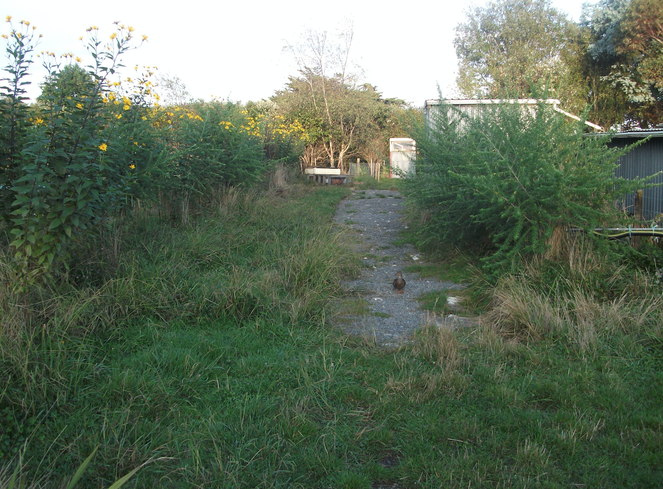 Screen Shot 2019-12-05 at 6.31.27 am